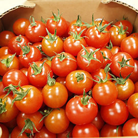 青森産 有機ミニトマト  CF千果 1kg  &nbsp;有機JAS&nbsp;